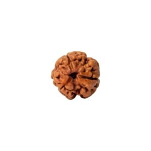 3 Mukhi Rudraksh