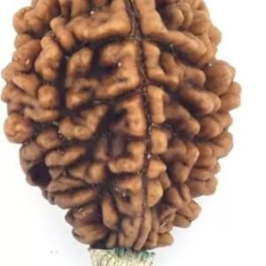 2 Mukhi Rudraksh