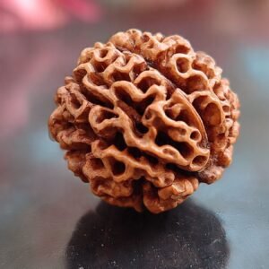 14 Mukhi Rudraksh