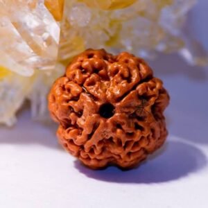 4 Mukhi Rudraksh